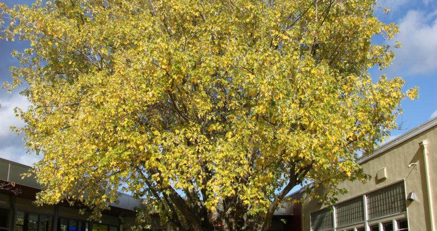 Courtyard Tree – Fall Colours